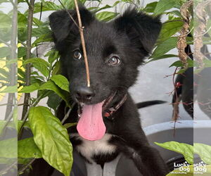 Border Collie-Retriever Mix Dogs for adoption in Washington, DC, USA