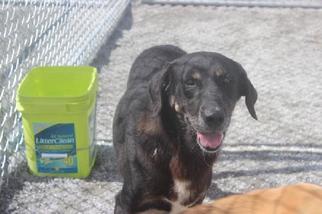 Labrottie Dogs for adoption in Rosenberg, TX, USA