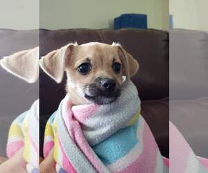 Chug Dogs for adoption in Wilmington, DE, USA