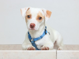 Medium Photo #1 Beagle-Unknown Mix Puppy For Sale in Eden Prairie, MN, USA