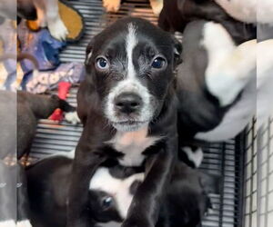 American Boston Bull Terrier Dogs for adoption in GILBERTS, IL, USA