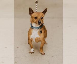 Chi-Corgi Dogs for adoption in See Website, CA, USA