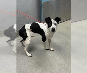 American Pit Bull Terrier-Pointer Mix Dogs for adoption in Las Vegas, NV, USA