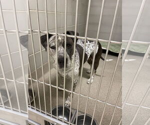 American Pit Bull Terrier-Unknown Mix Dogs for adoption in Virginia Beach, VA, USA