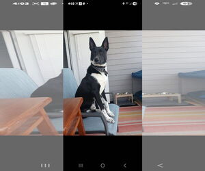 Mutt Dogs for adoption in Brooksville, FL, USA