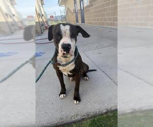 American Pit Bull Terrier Dogs for adoption in Corpus Christi, TX, USA