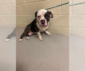 American Bulldog-Unknown Mix Dogs for adoption in Sanford, FL, USA