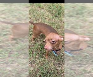 Chihuahua Dogs for adoption in San Antonio, TX, USA