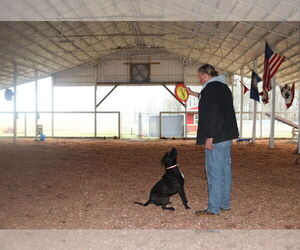 American Staffordshire Terrier-Unknown Mix Dogs for adoption in Lawrenceburg, TN, USA