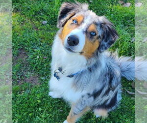 Australian Shepherd-Unknown Mix Dogs for adoption in Petaluma, CA, USA