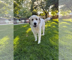 Great Pyrenees Dogs for adoption in Bountiful, UT, USA