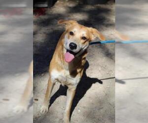Labrador Retriever Dogs for adoption in Fort Walton Beach, FL, USA