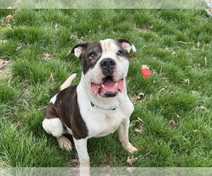 American Bulldog-Unknown Mix Dogs for adoption in Millersville, MD, USA