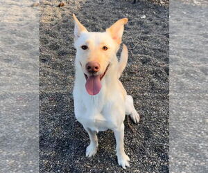Shepradors Dogs for adoption in Woodland, CA, USA
