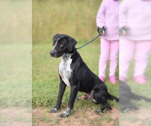 German Shorthaired Pointer Dogs for adoption in Lacombe, LA, USA
