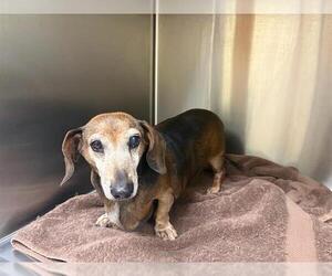 Medium Photo #3 Dachshund Puppy For Sale in Orange, CA, USA