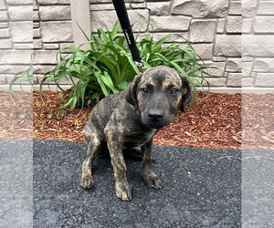 Labrador Retriever-Unknown Mix Dogs for adoption in Sterling, MA, USA