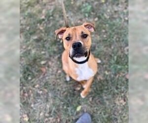 Boxer-Unknown Mix Dogs for adoption in Overland Park, KS, USA