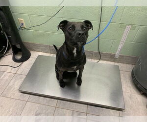 Labrador Retriever-Unknown Mix Dogs for adoption in Grand Prairie, TX, USA