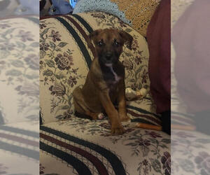 Mutt Dogs for adoption in Evansville, IN, USA