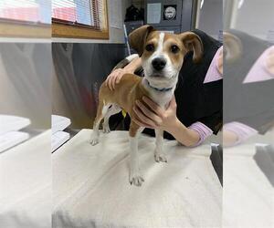 Mutt Dogs for adoption in Fairbanks, AK, USA