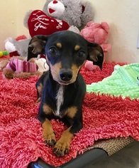 Doxie-Pin Dogs for adoption in Edmond, OK, USA