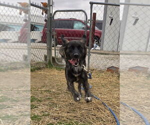 Retriever -Unknown Mix Dogs for adoption in Evansville, IN, USA