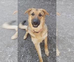 German Shepherd Dog Dogs for adoption in Rutledge, TN, USA