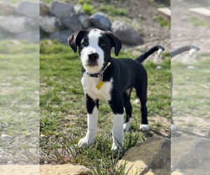 Mutt Dogs for adoption in Sandy, UT, USA