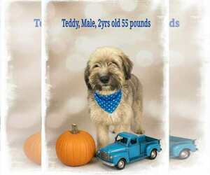 Mutt Dogs for adoption in Westwood, NJ, USA