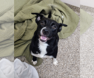 Australian Shepherd-Unknown Mix Dogs for adoption in Hilton Head, SC, USA