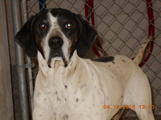 Pointer Dogs for adoption in Carmichael, CA, USA