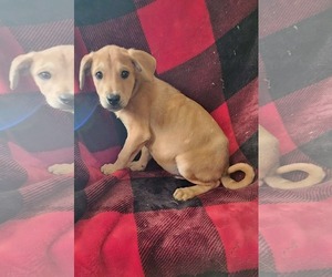 Shepradors Dogs for adoption in SHERBURNE, NY, USA