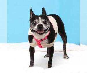 Boston Terrier Dogs for adoption in Parma, OH, USA