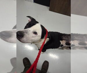 Labrador Retriever-Unknown Mix Dogs for adoption in Temple, TX, USA