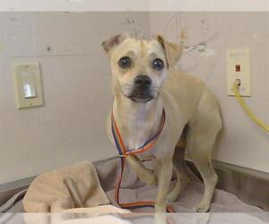 Chihuahua-Unknown Mix Dogs for adoption in Sacramento, CA, USA