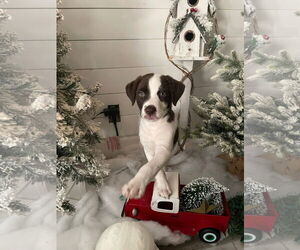 Labrador Retriever-Unknown Mix Dogs for adoption in Royal Palm Beach, FL, USA