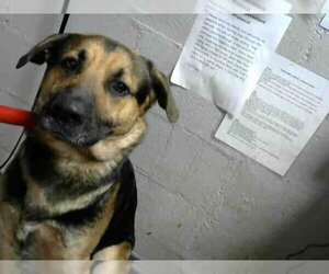 German Shepherd Dog Dogs for adoption in Atlanta, GA, USA