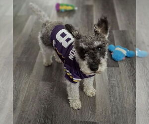 Miniature Schnauzer-Poodle (Miniature) Mix Dogs for adoption in Minneapolis, MN, USA