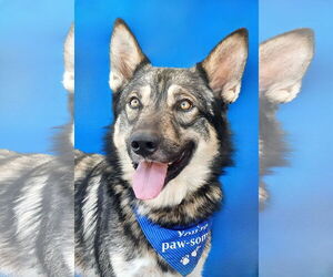 German Shepherd Dog-Siberian Husky Mix Dogs for adoption in Pasadena, CA, USA