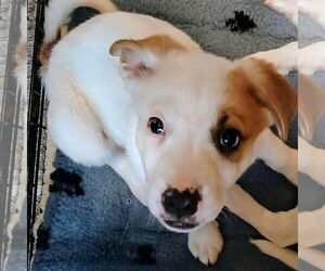 Australian Shepherd-Collie Mix Dogs for adoption in Bristol, CT, USA