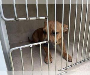 Mutt Dogs for adoption in Oklahoma City, OK, USA