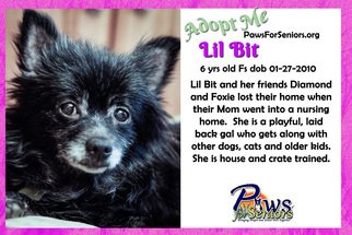 Pomeranian Dogs for adoption in Bealeton, VA, USA