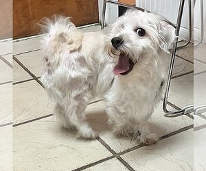Maltese Dogs for adoption in Holly Springs, NC, USA
