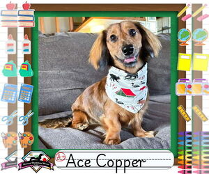 Dachshund Dogs for adoption in San Antonio, TX, USA