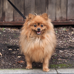 Pomeranian Dogs for adoption in Palo Alto, CA, USA