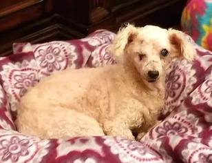 Poodle (Miniature)-Unknown Mix Dogs for adoption in Blakeslee, PA, USA