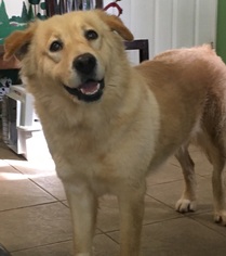 Golden Retriever Dogs for adoption in Calverton, NY, USA