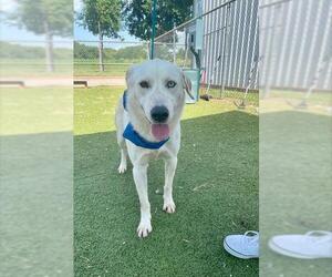 Labrador Retriever-Unknown Mix Dogs for adoption in Pasadena, TX, USA