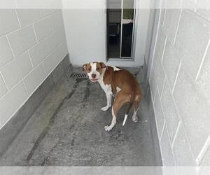 American Pit Bull Terrier Dogs for adoption in Ocala, FL, USA
